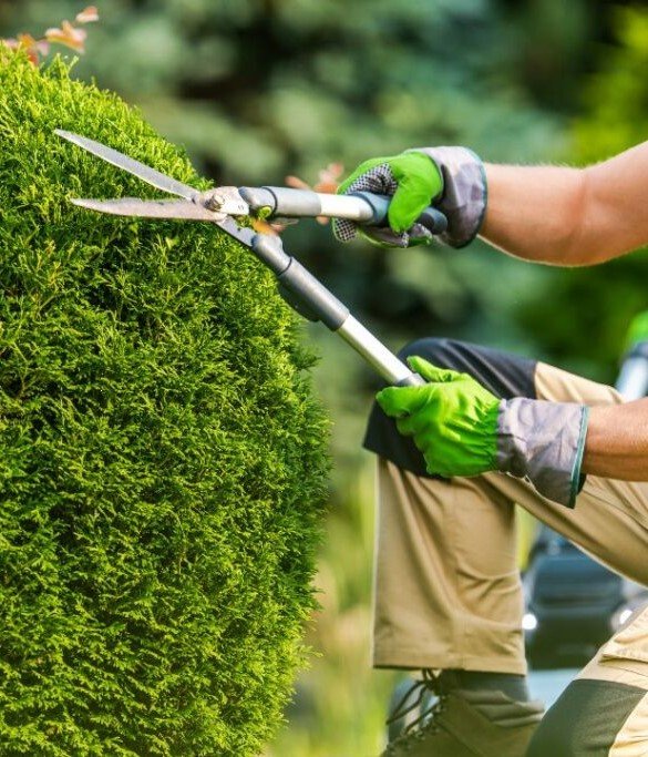 Tree-Trimming-Safety-1024x683